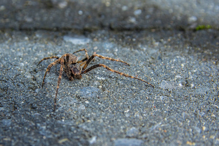 对好动而活跃的房子蜘蛛照片 正版商用图片0yvl5i 摄图新视界