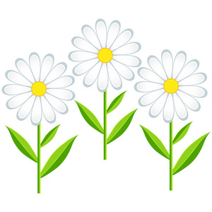 三朵花 chamomiles 分离照片