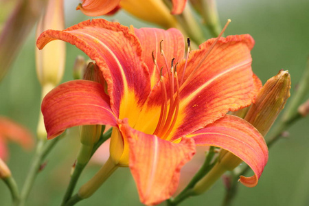 大橙Hemerocallis Fulva