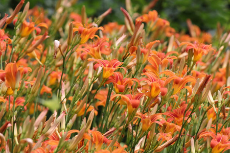 大橙Hemerocallis Fulva