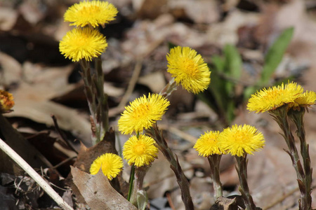 科尔茨福特Tussilago Farfara