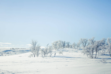 冬季飘雪雪花美丽的白色风景的一个飘雪挪威冬季的一天照片