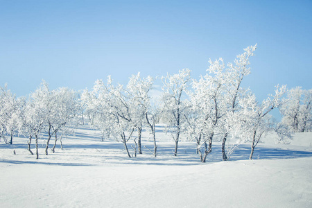 美丽的白色风景的一个飘雪挪威冬季的一天