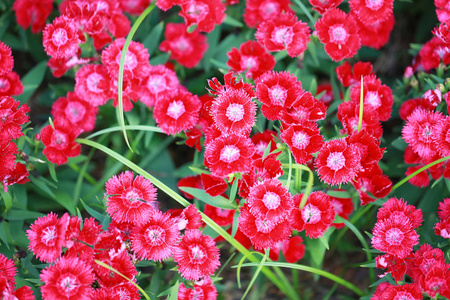 红枣花照片