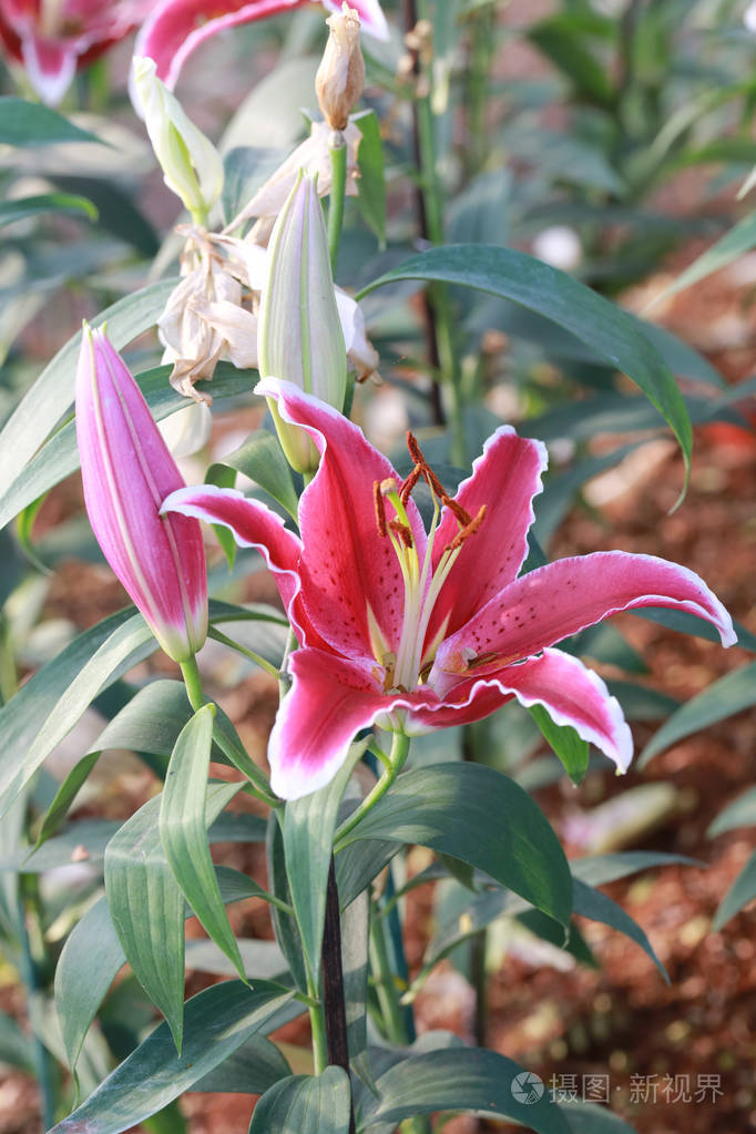 粉红花的百合花绽放