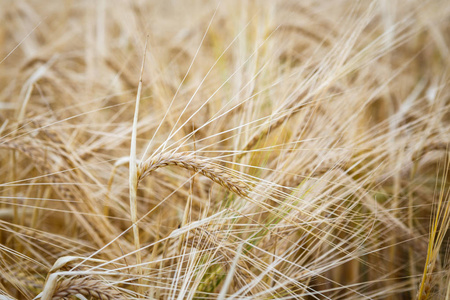 麦田。麦穗关闭。成熟的草甸麦田的耳朵的背景。丰收的概念