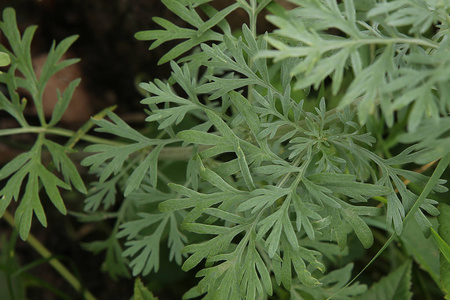 花园中的虫木青蒿素图片