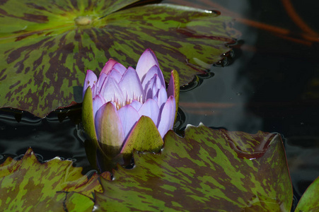 水百合