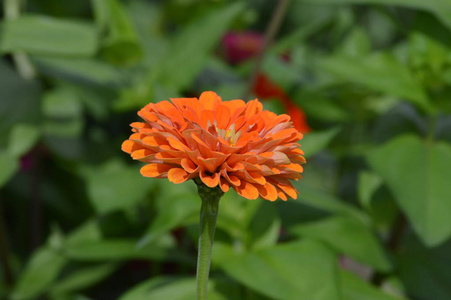 一朵津尼亚花