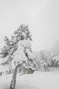 树在森林山白雪覆盖在风暴的冬日