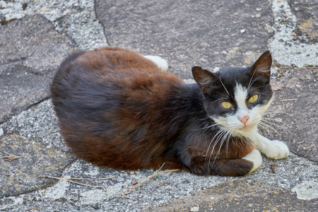 在这条街的猫