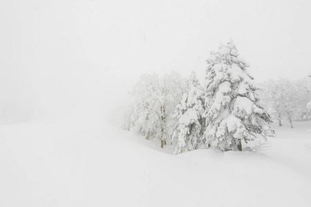 树在森林山白雪覆盖在风暴的冬日