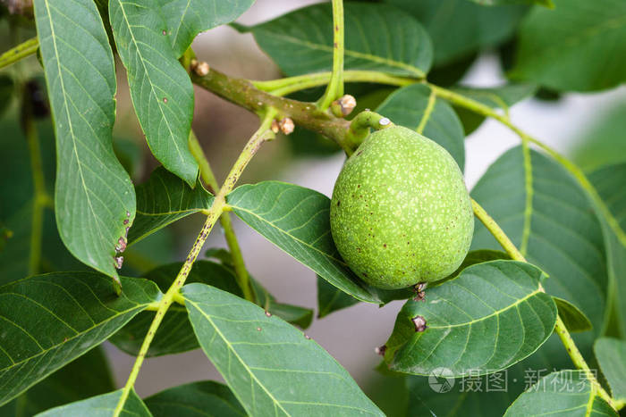绿色核桃果实在树上在夏季