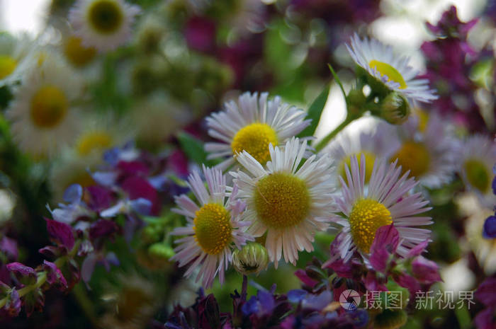 群的春天的花朵