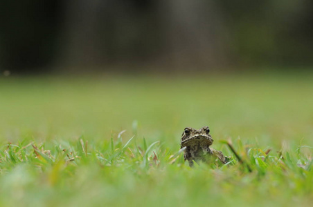 在绿色的草地，美丽的绿色背景上的小青蛙