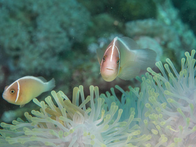 在水下与海葵海葵鱼