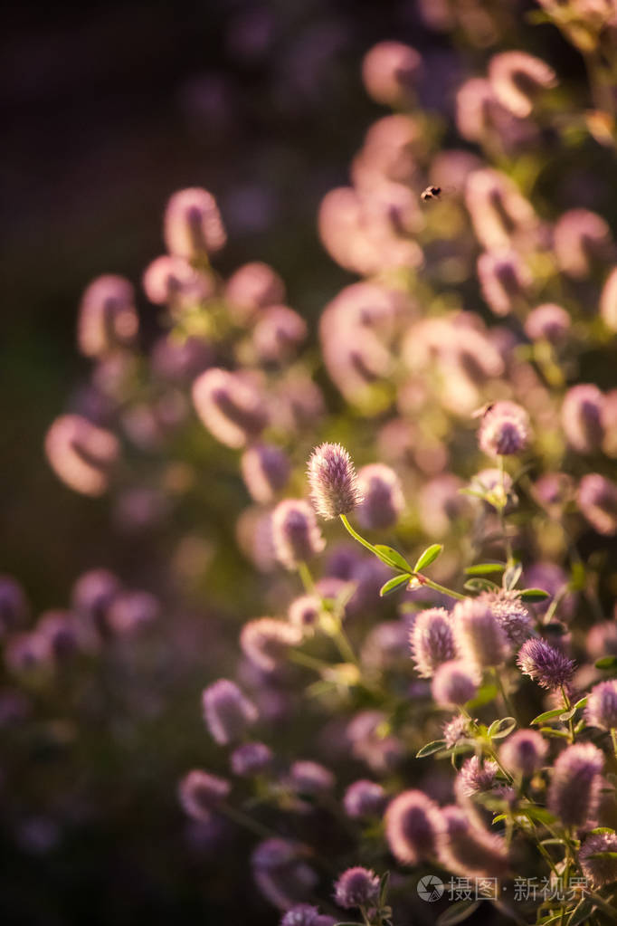 用浅景深的特写照片-正版商用图片0yvxw2-摄图新视界