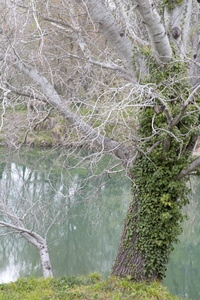 普罗旺斯河边的冬季树木