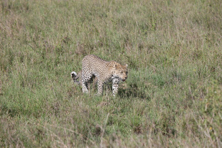 豹肯尼亚非洲大草原野生动物猫哺乳动物