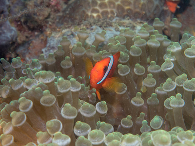 海葵鱼在海下