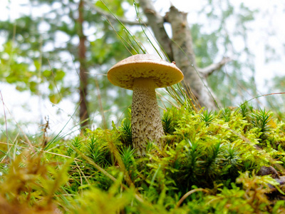 蘑菇玻利图斯年轻在森林里