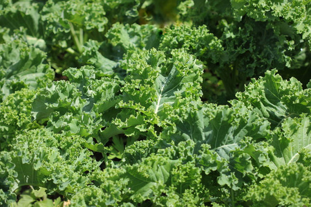 甘蓝种植年轻的羽衣甘蓝种植在菜园里照片
