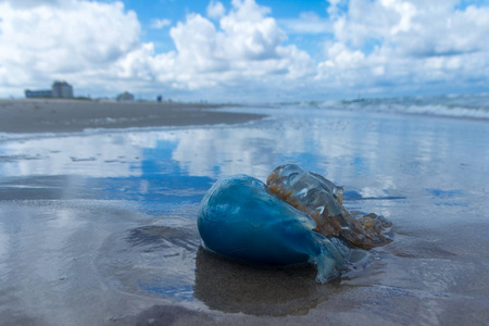 蓝色桶水母冲到荷兰北海海滩上图片