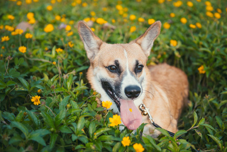 在绿色草地上的威尔士科基犬小狗