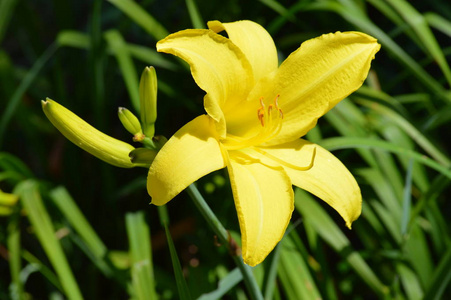 一朵百合花