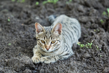 灰色条纹小猫躺在地上