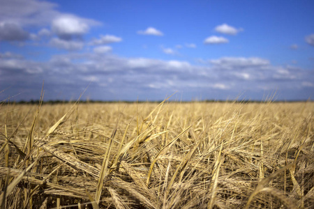 成熟的小麦耳朵在田野里, 准备收获, 在 bac