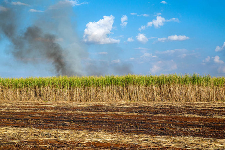 甘蔗种植园和火灾