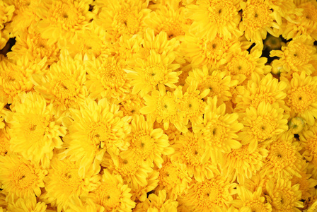 黄色菊花花背景
