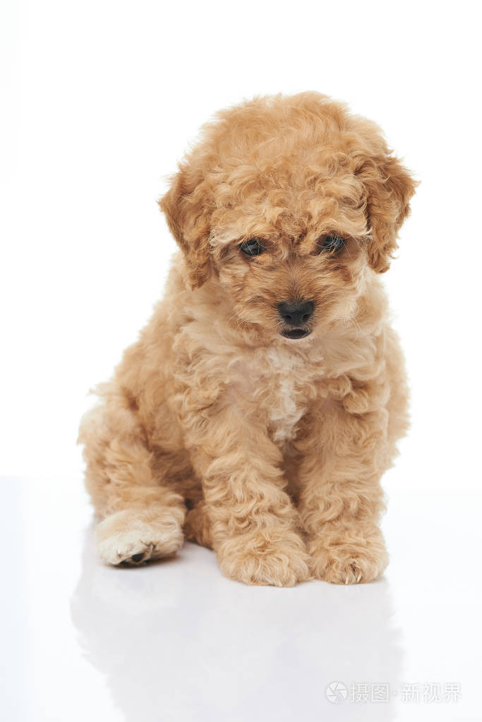 可爱的坐在棕色贵宾犬小狗