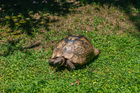 乌龟在草地上