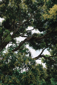 植被的热带树木