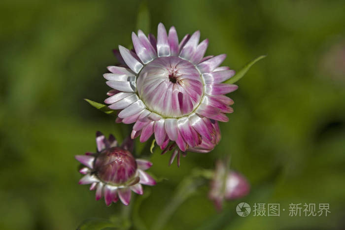 夏草花照片 正版商用图片0yw601 摄图新视界