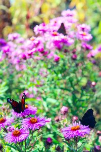 蝴蝶孔雀眼睛在紫杉树上