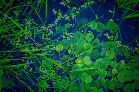 河面上的水生植物图片