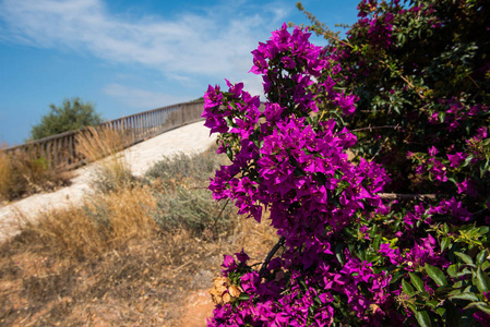 紫色粉红色地中海植物