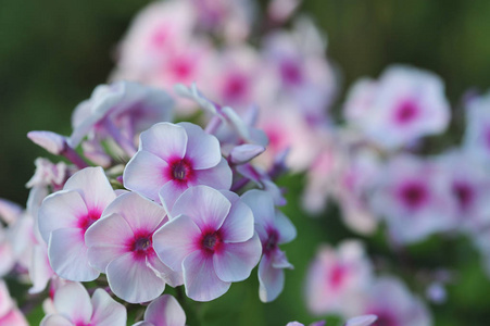 phlox 花关闭