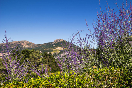 美丽的野生薰衣草, 蓝天和山的背景., 法国普罗旺斯