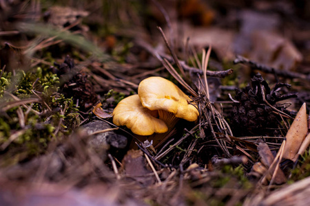 蘑菇蘑菇长成森林