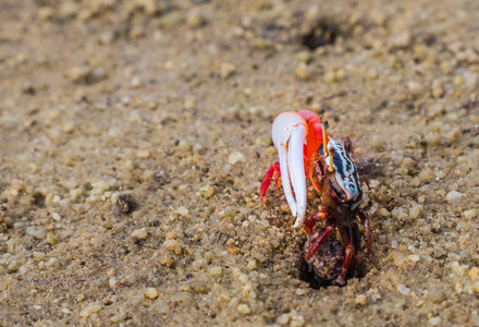 多彩的蟹生活在沙滩上