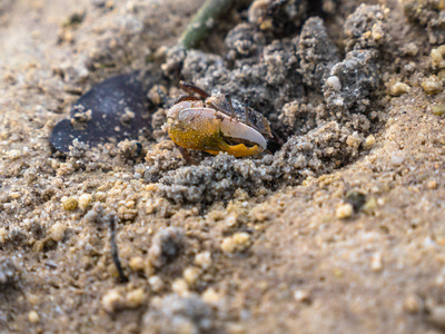 多彩的蟹生活在沙滩上