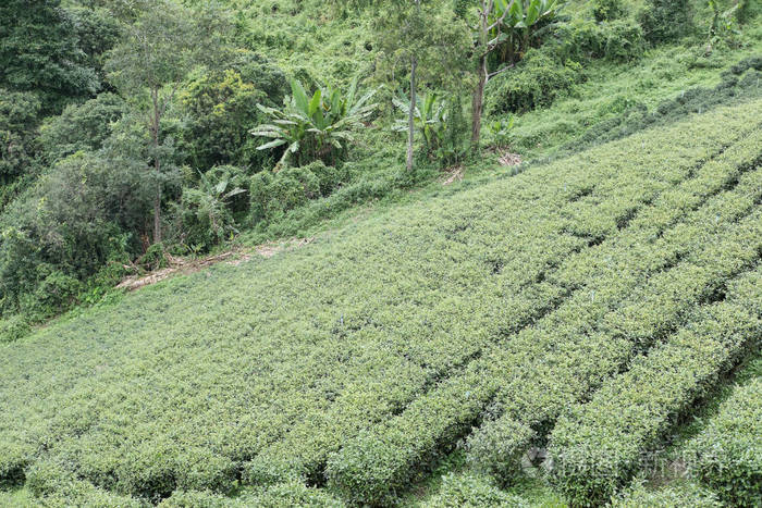 茶园。绿色和白色茶鲜叶。农业 f