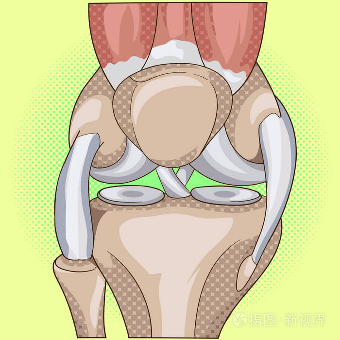 解剖.结构膝关节联合矢量波普艺术设计