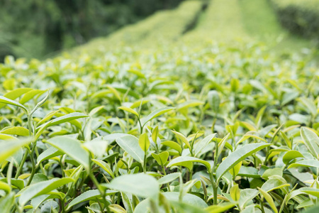 茶园。绿色和白色茶鲜叶。农业 f