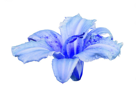 孤花淡蓝色孤百合花照片