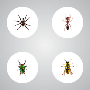 现实的蜜蜂 昆虫 蜘蛛和其他向量元素。Bug 现实符号集还包括缕，昆虫，蜜蜂对象